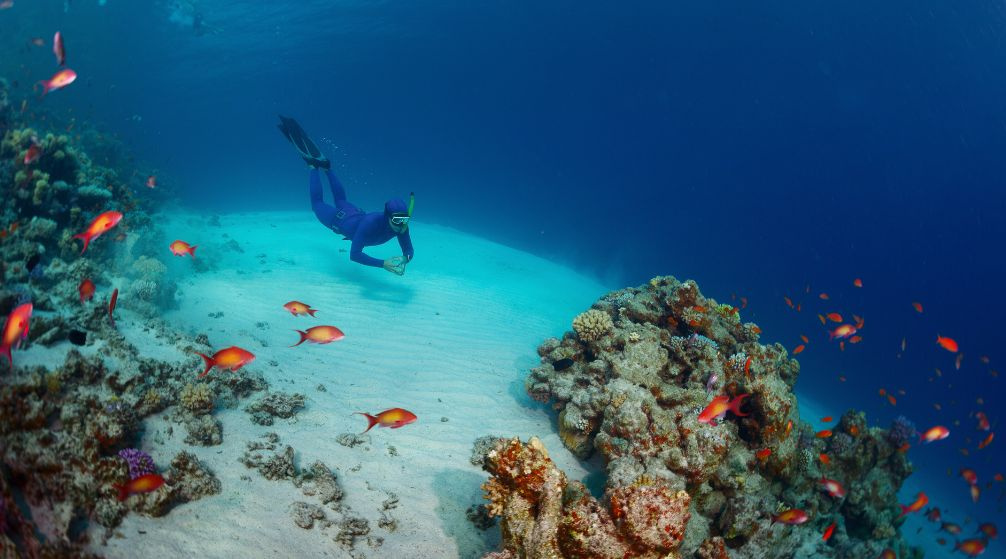 Scuba Diving Day trip from Makadi.