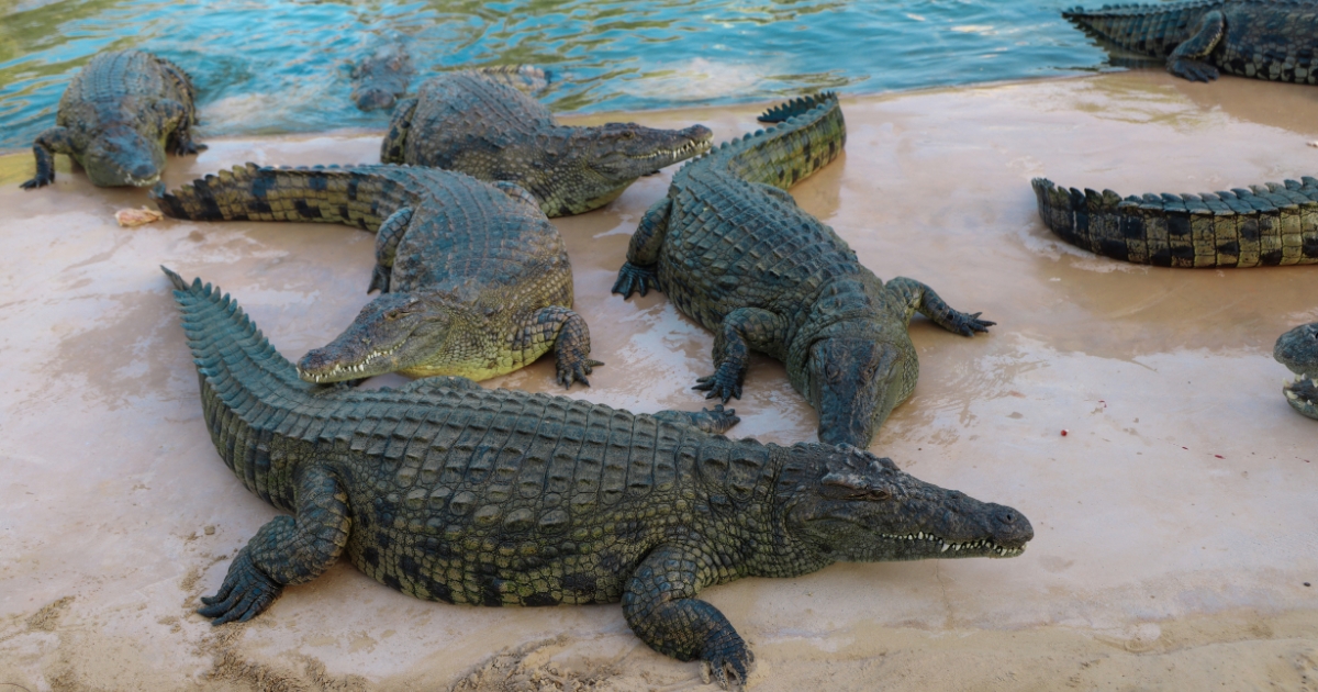 Dubai Crocodile Park Tour and Marina Dhow Dinner Cruise with Private Transfers