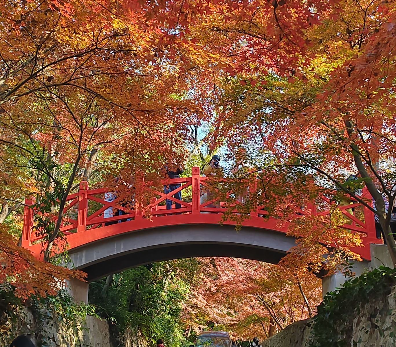 Nanjing Zhongshan Botanical Garden: South & North Garden Combo Ticket | Maple Leaf Season Special