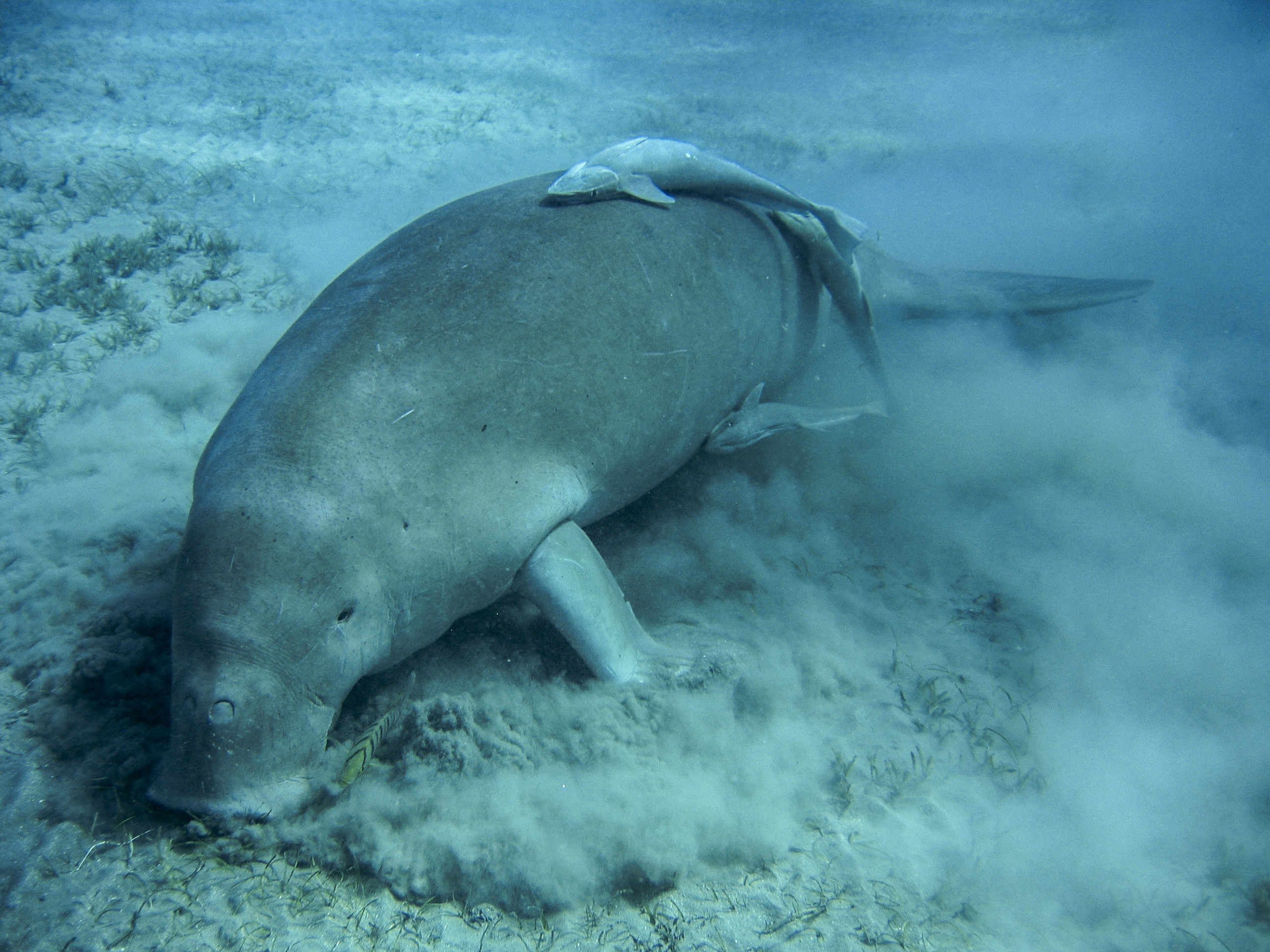 Abu Dabbab Dugong Snorkeling Trip from Marsa Alam.