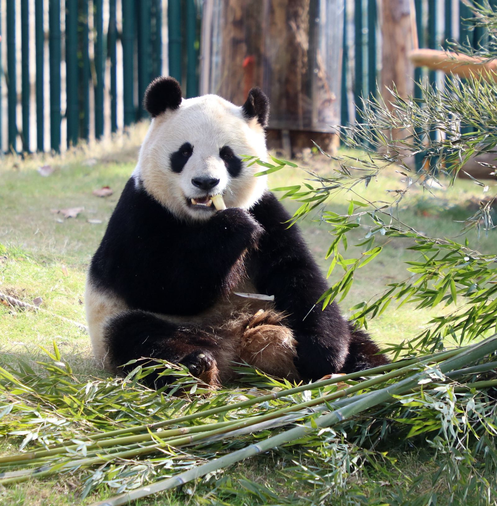 Shanghai Wild Animal Park Entry Ticket