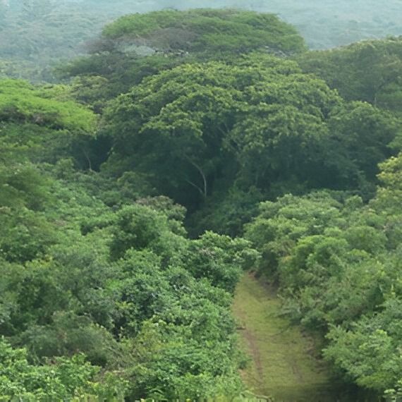 3-Day Kibale Chimp Trekking & Queen Elizabeth Safari, Uganda