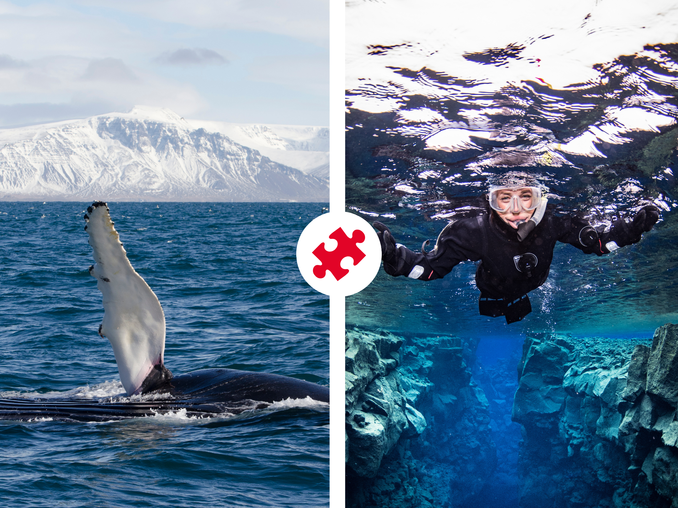 Reykjavík Whales & Snorkeling