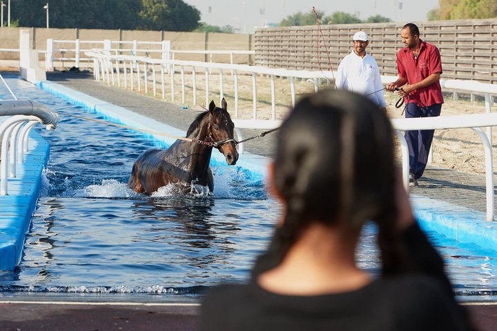 Racehorse Stable tour with Breakfast
