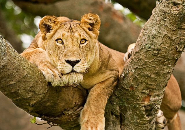 2 Days Queen Elizabeth National Park Safari