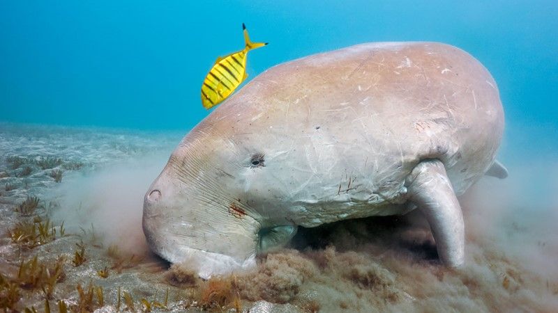 Marsa Mubarak Special: Boat and Snorkeling Trip