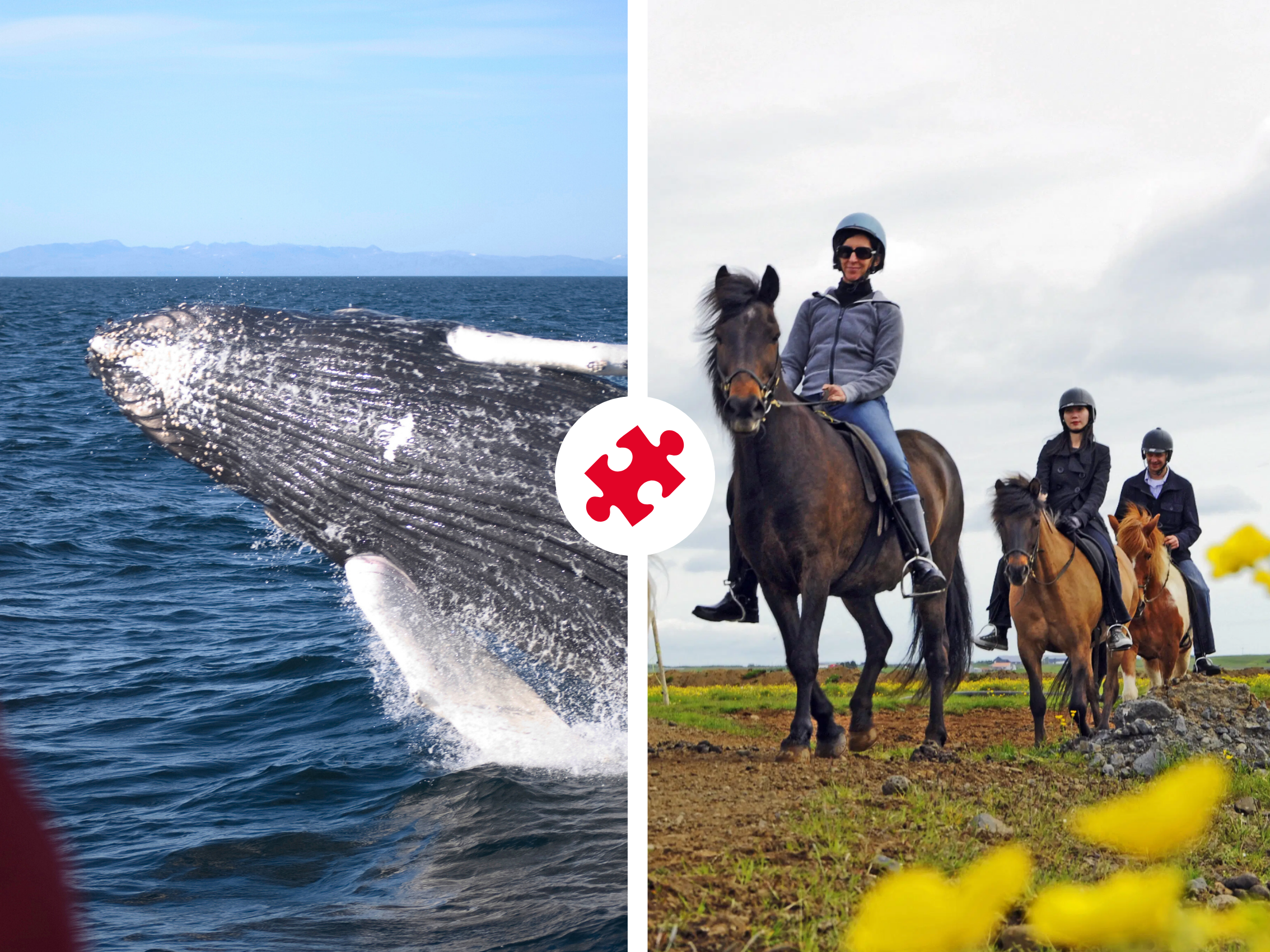 Reykjavík Sea Horse