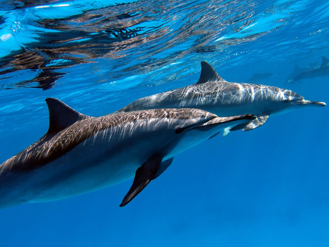 Diving trip at Shaab Samadai from Marsa Alam