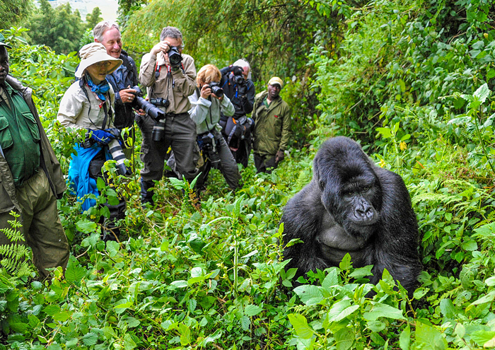5 Days Gorilla Tracking, Lake Mburo & Queen Elizabeth Safari