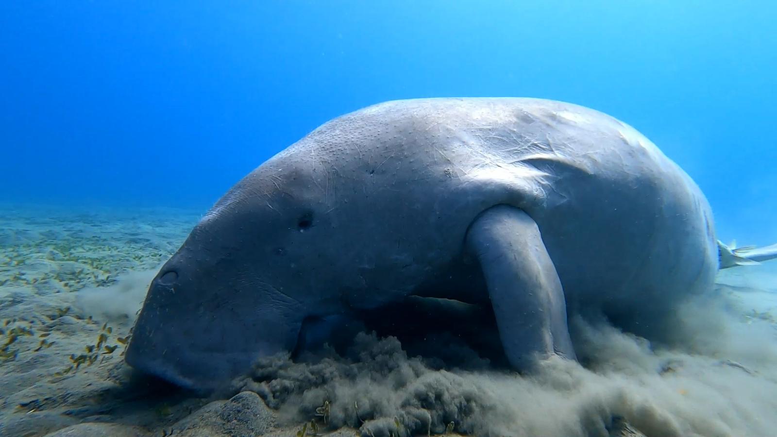 Find the Dugong in Port Ghalib by Speed Boat