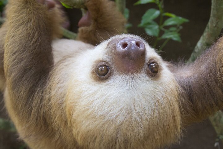 Arenal Sloths Lovers & Baldi Hot Springs Private Tour