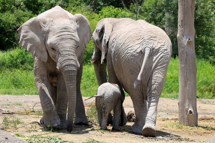 Africam Safari Tour from Puebla