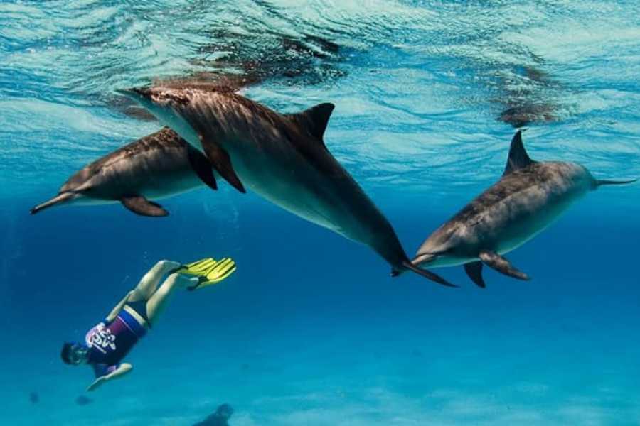 Dolphin House Reefs: Snorkel & watch Adventure from Hurghada