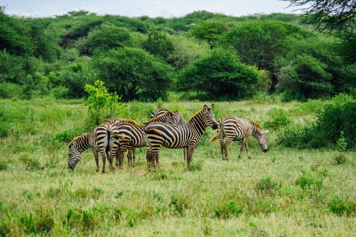 2‑Day Lake Mburo Wildlife Safari, Uganda