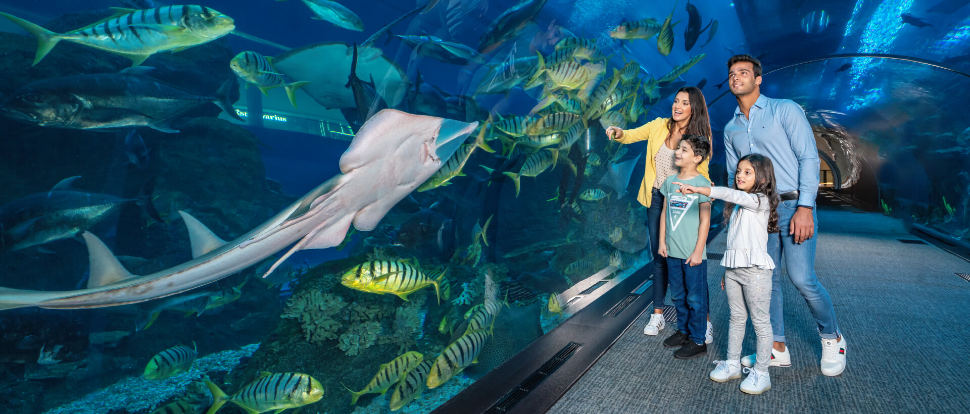Dubai Mall Aquarium & Underwater Zoo Tickets