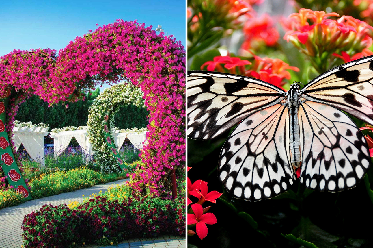 Dubai Miracle & Butterfly Garden Entrance Tickets