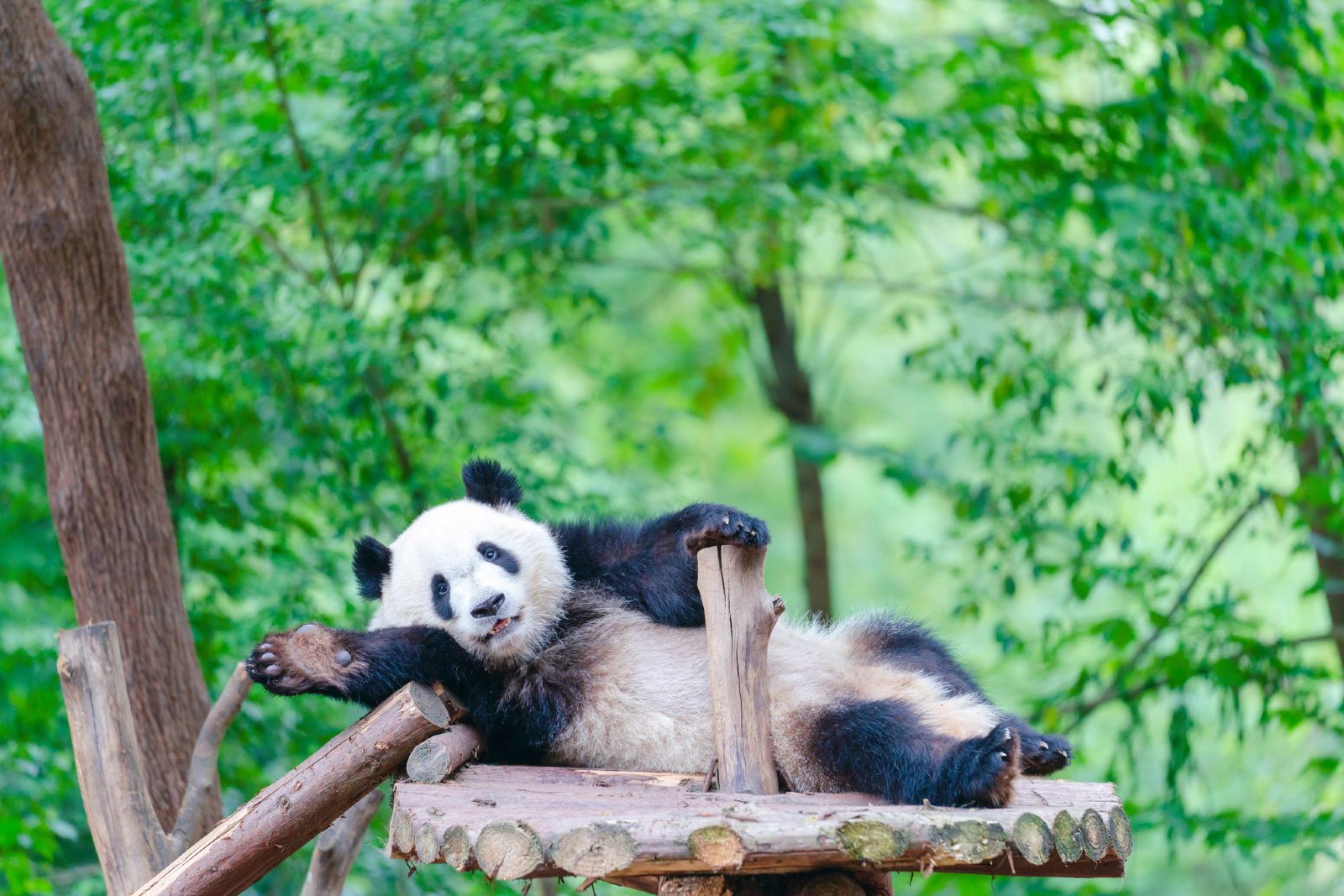 Chengdu Panda Park and Leshan Giant Buddha Daily Bus Tour with Tickets