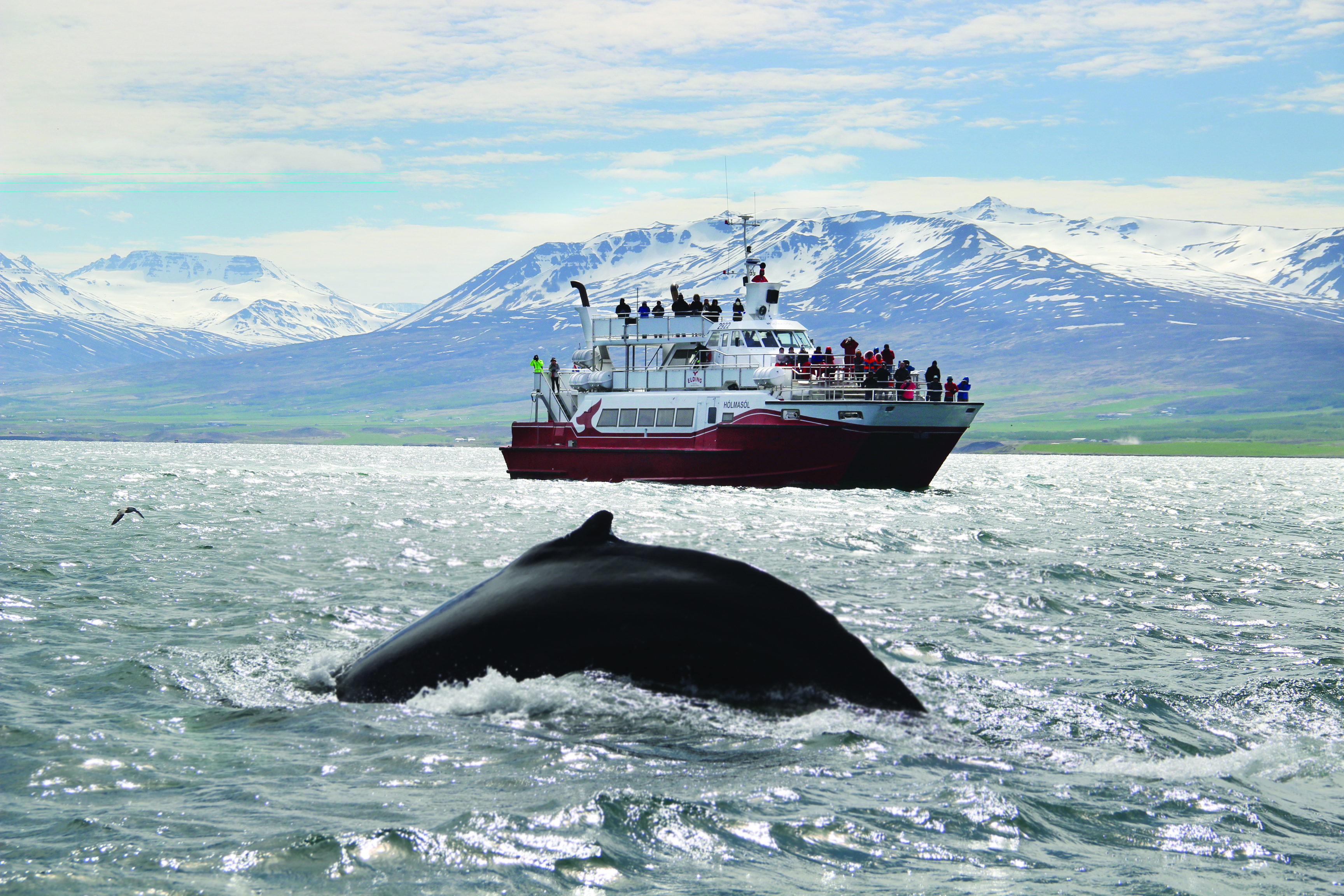 Akureyri Classic Whale Watching