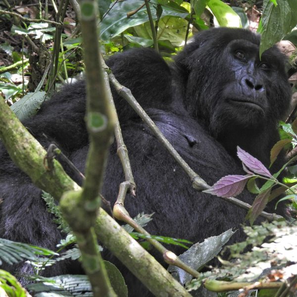 3 Days Gorilla Tracking & Lake Bunyonyi Safari