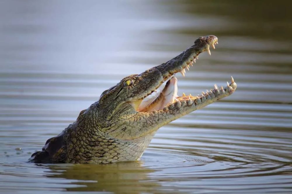 Private Dubai City tour & Crocodile Park tour