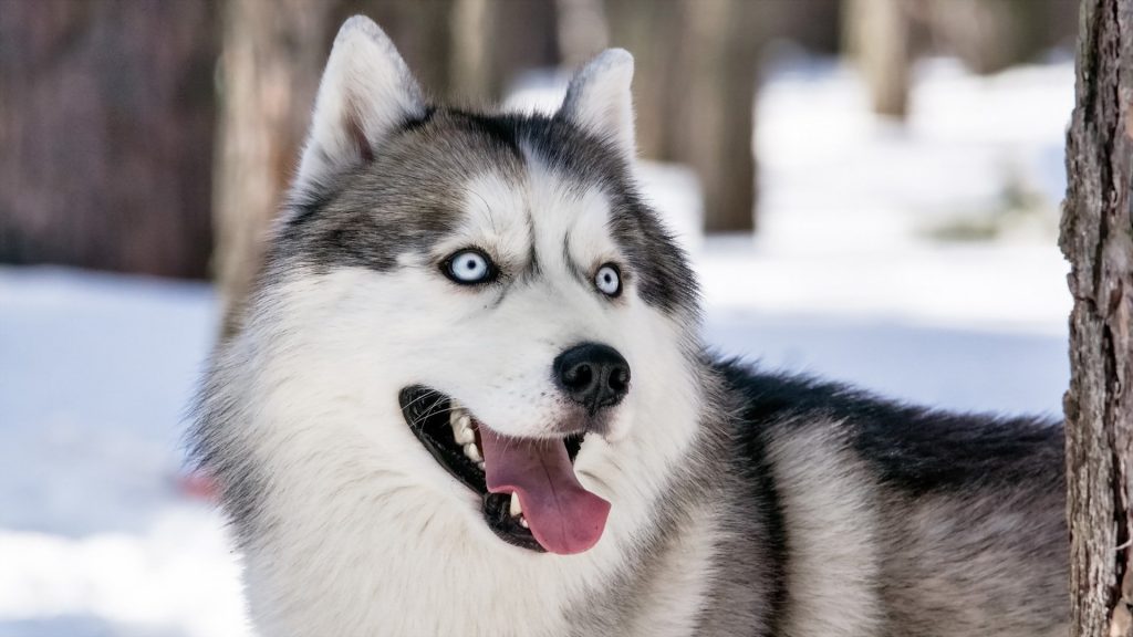 Meet and Greet the Huskies + Short Sled Ride in Sodankylä Meet and Greet the Huskies + Short Sled Ride in Sodankylä