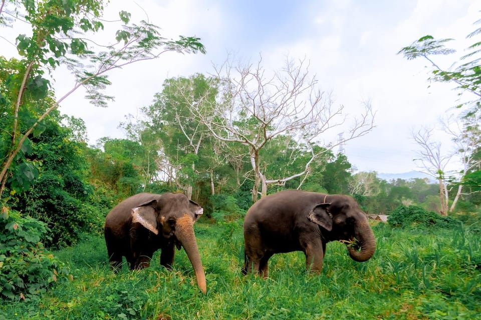 Phuket: Walk and Plant at Elephant Nature Park Visit Phuket: Walk and Plant at Elephant Nature Park Visit