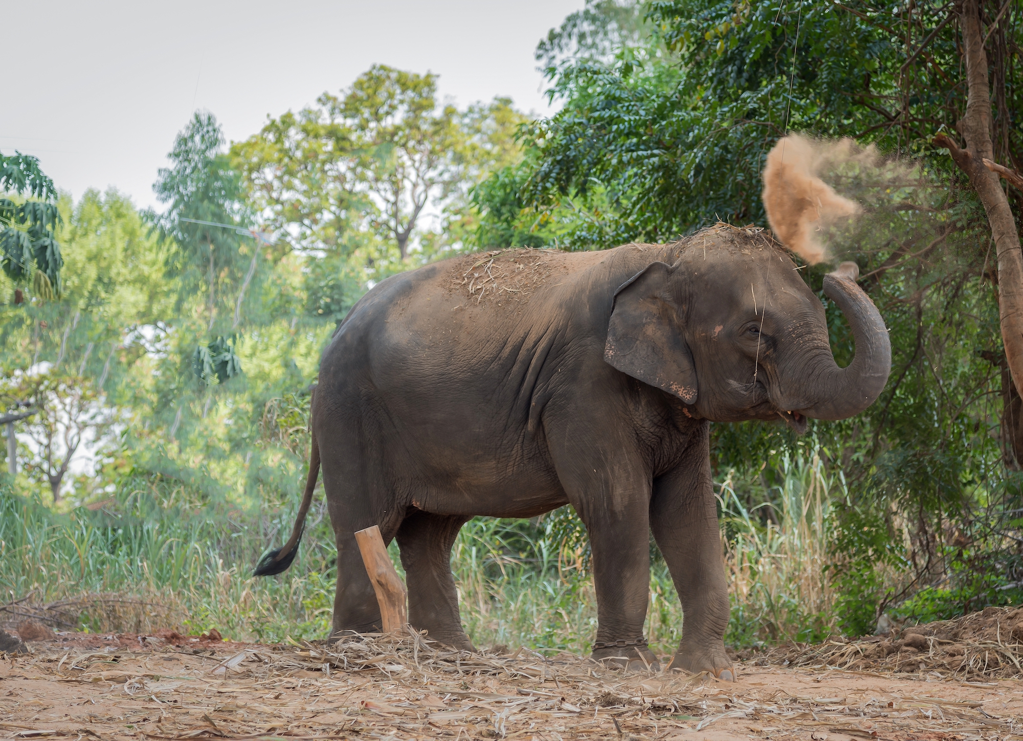 Khao Lak Elephant Sanctuary Small Group Tour with Lunch Khao Lak Elephant Sanctuary Small Group Tour with Lunch