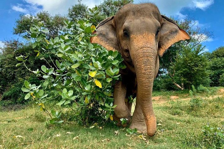 Pattaya’s Ethical Choice: Elephant Sanctuary Visit
