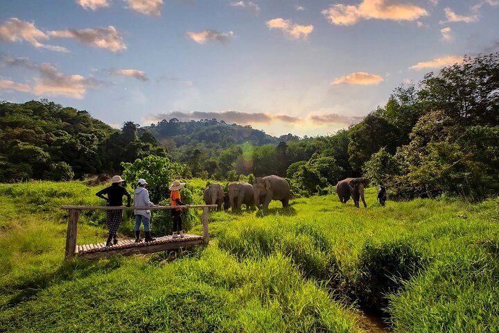 Phuket: Walk and Feed Ethical Elephant Nature Park Visit Phuket: Walk and Feed Ethical Elephant Nature Park Visit
