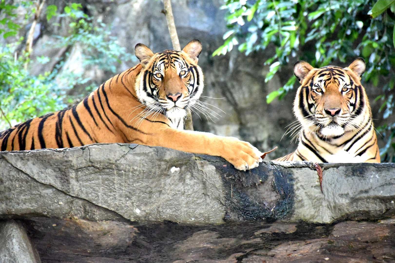 Skip the line: Pattaya :Khao Kheow Open Zoo Tickets Skip the line: Pattaya :Khao Kheow Open Zoo Tickets