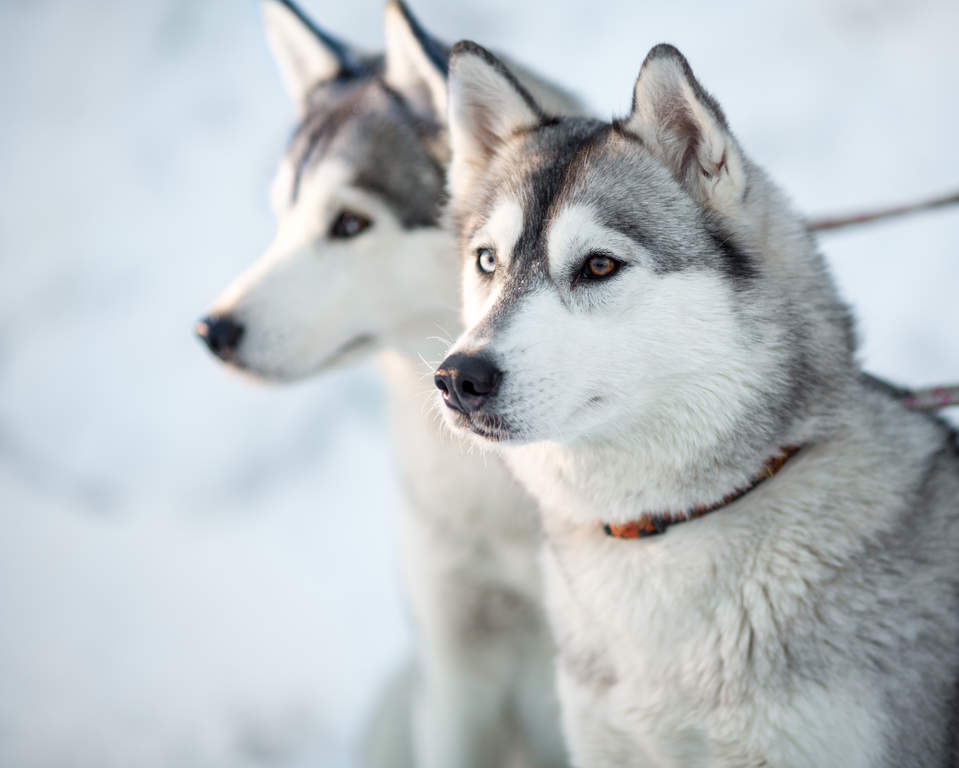 10km SISU Husky Safari and Visit- Sodankylä