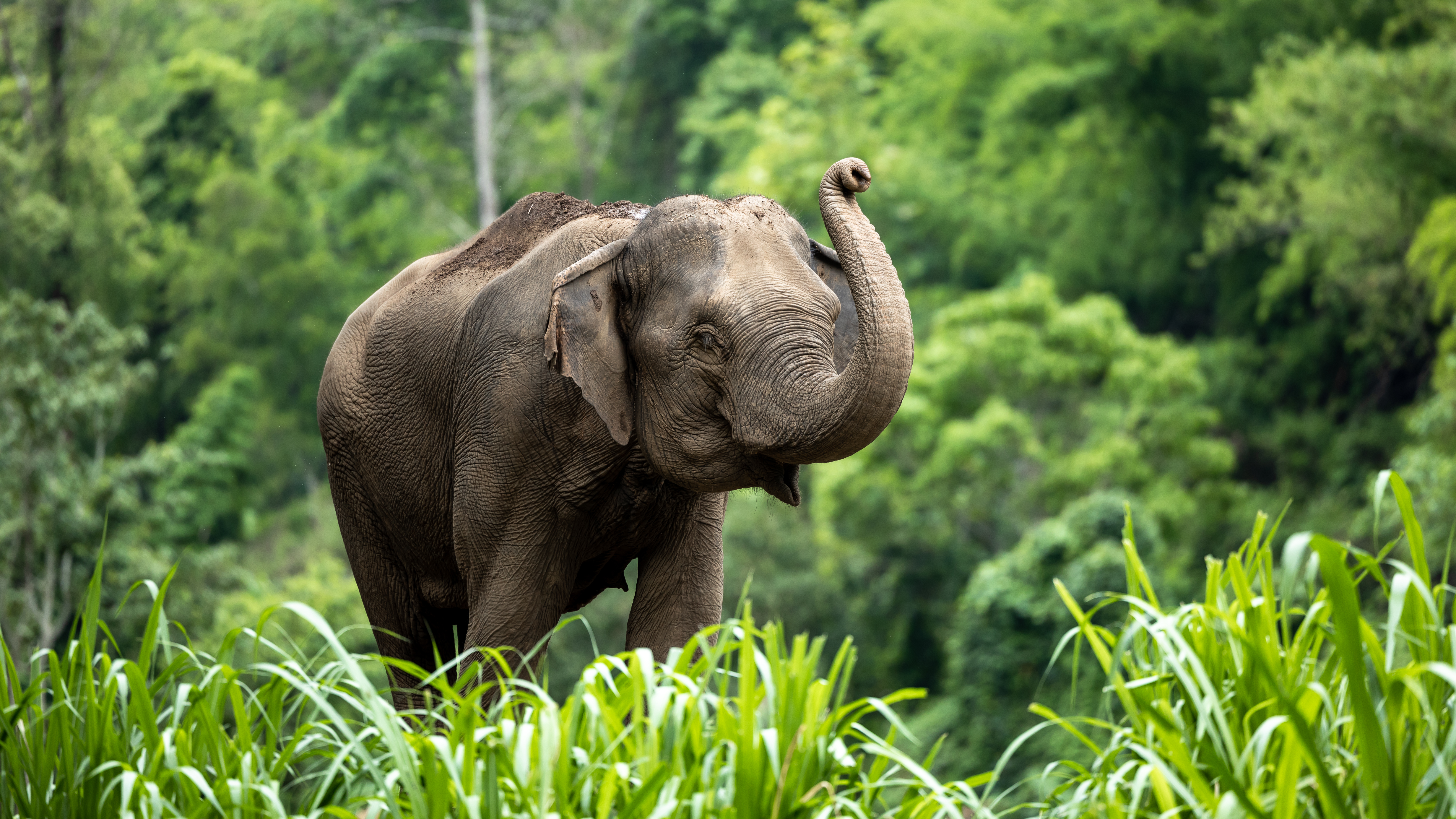 From Phuket: Stay & Play – Elephant Day- Full day tour Mahout’s Life with lunch From Phuket: Stay & Play – Elephant Day- Full day tour Mahout’s Life with lunch
