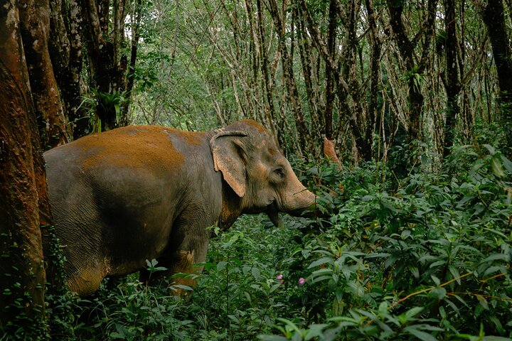 30-Minutes Guided Tour & Transfer to Khaolak Elephant Sanctuary 30-Minutes Guided Tour & Transfer to Khaolak Elephant Sanctuary