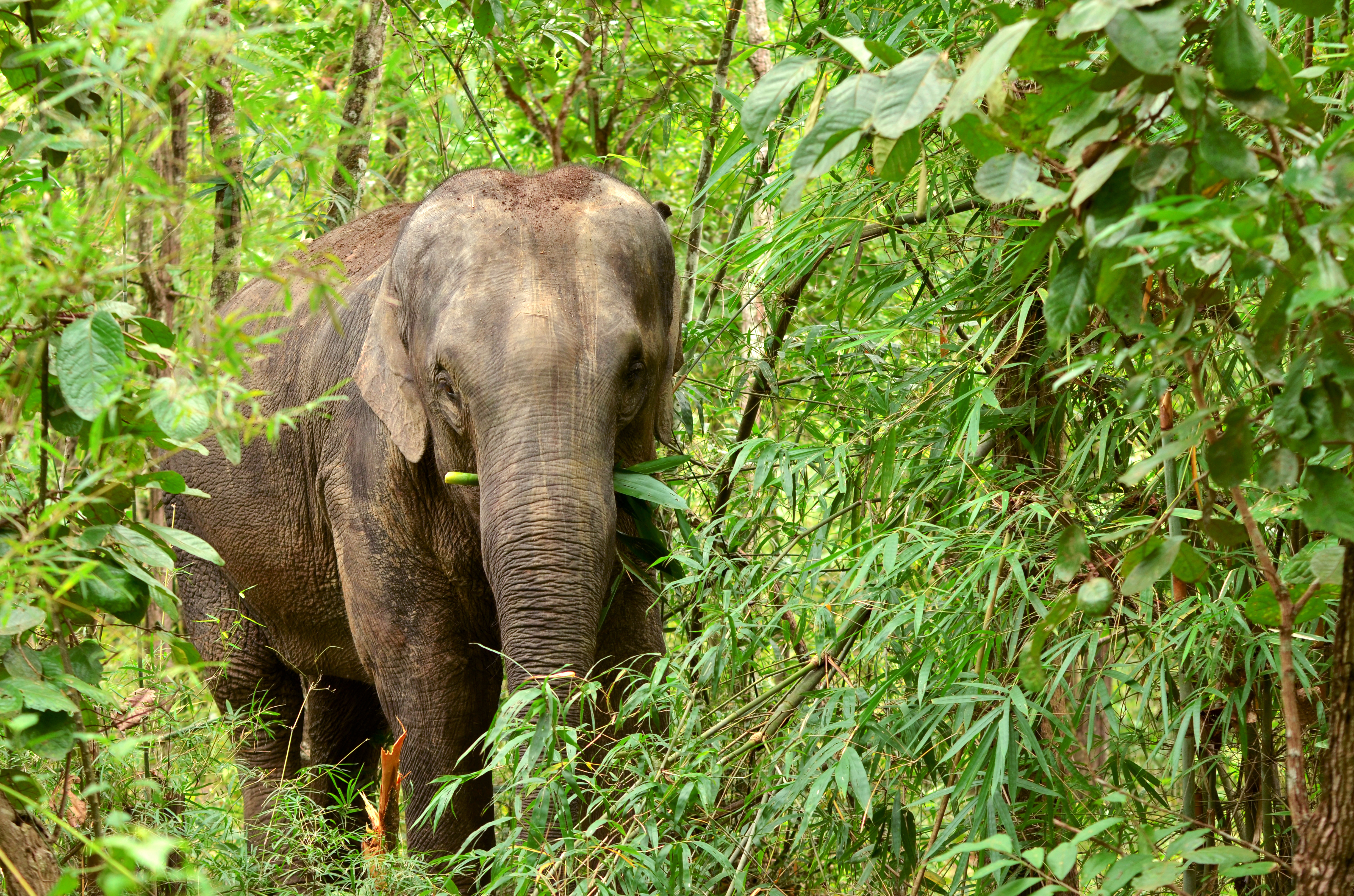 Khao Lak Elephant Sanctuary Full Day Small Group Tour