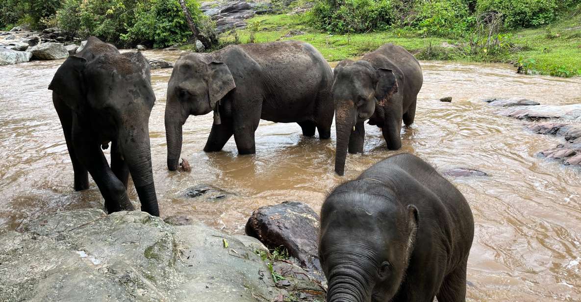 Chiang Mai: Waterfall, Elephant Sanctuary and Bamboo Rafting