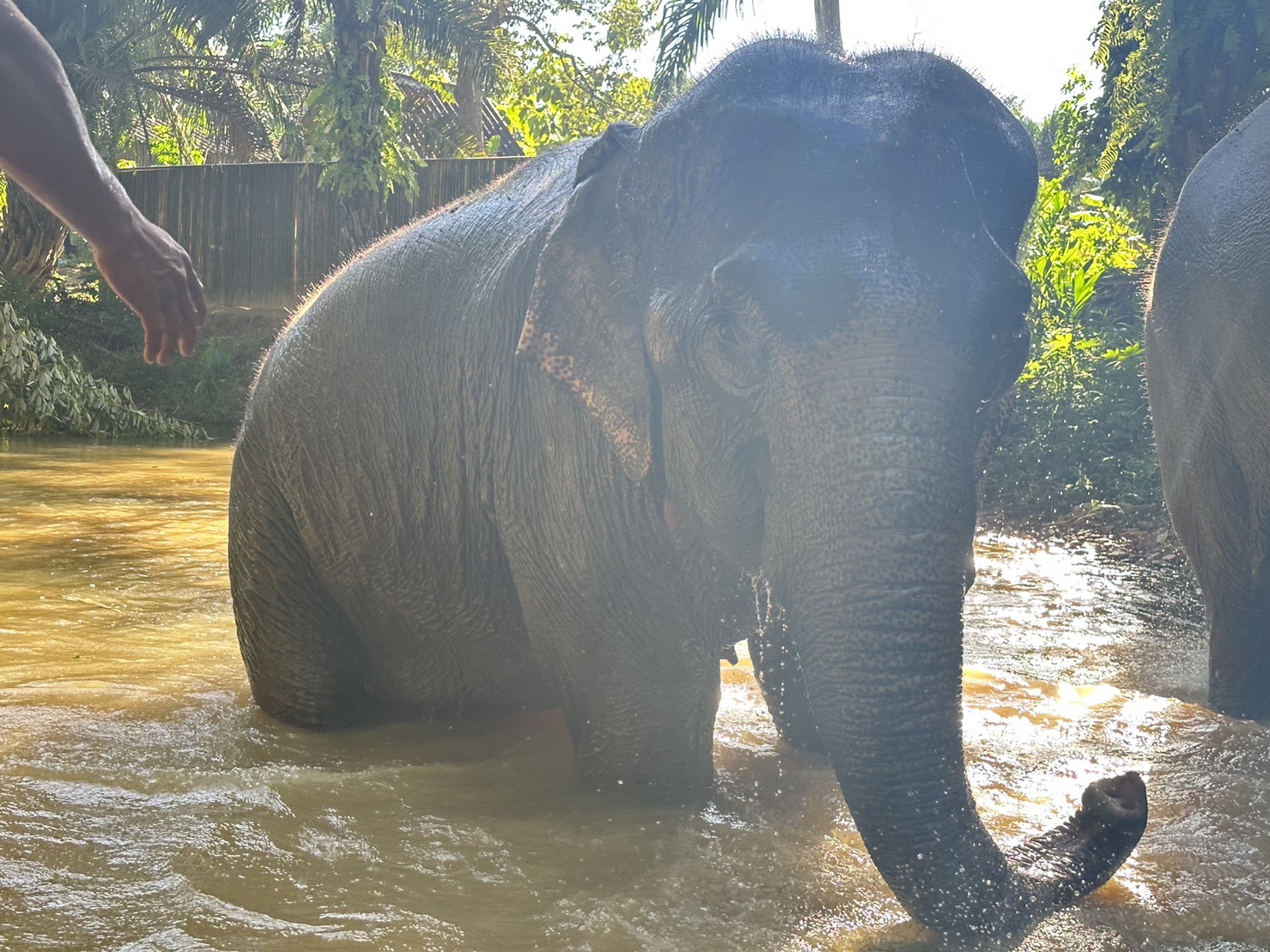 From Phuket to Khao Lak Elephant Sanctuary Half-Day Tour with Lunch From Phuket to Khao Lak Elephant Sanctuary Half-Day Tour with Lunch
