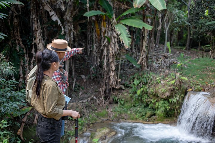 Full-Day Rescued Elephant Walk with Guide Tour in Khaolak