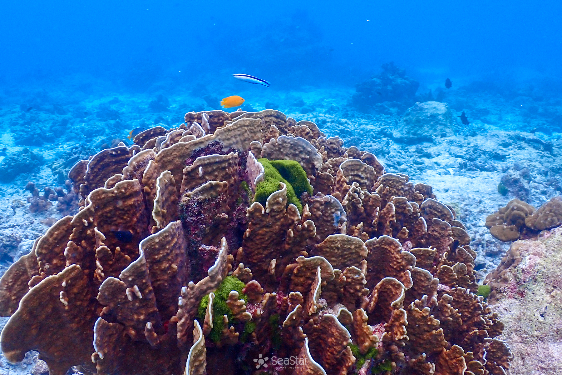 Phuket: Similan Island Snorkeling Adventure full day tour by Sea Star Andaman