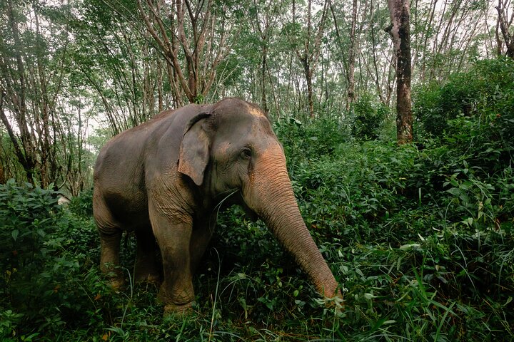 1-Hour Guided Khaolak Elephant Sanctuary Observation Tour