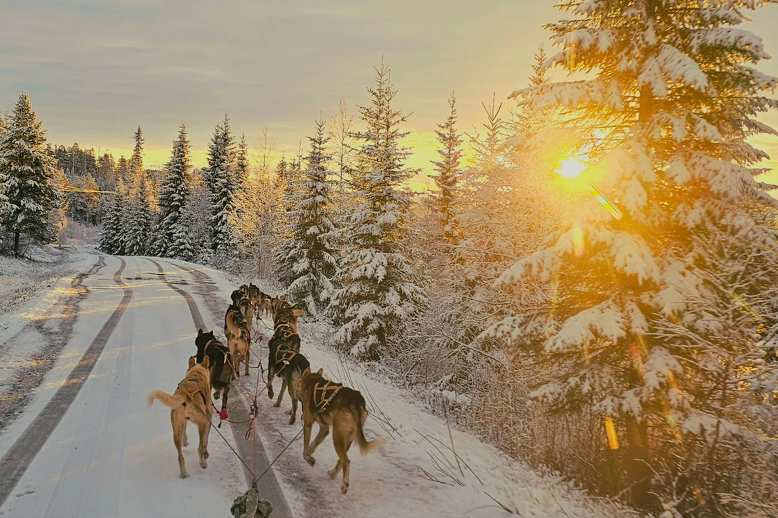 5km SISU Husky Safari and Visit Experience-Sodankylä