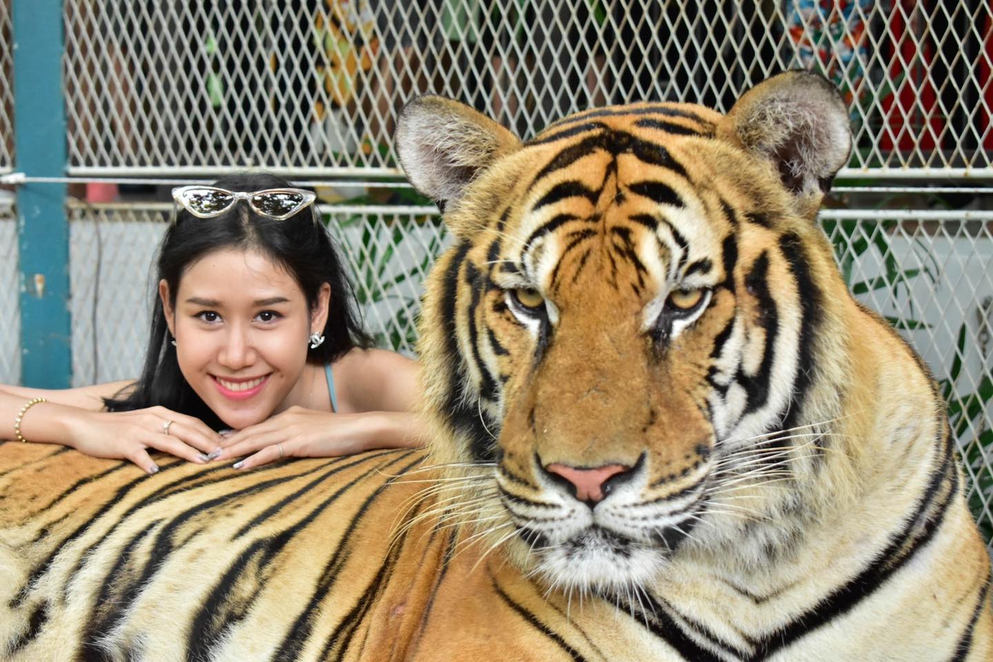 Skip the line: Pattaya Tiger Park Admission Ticket