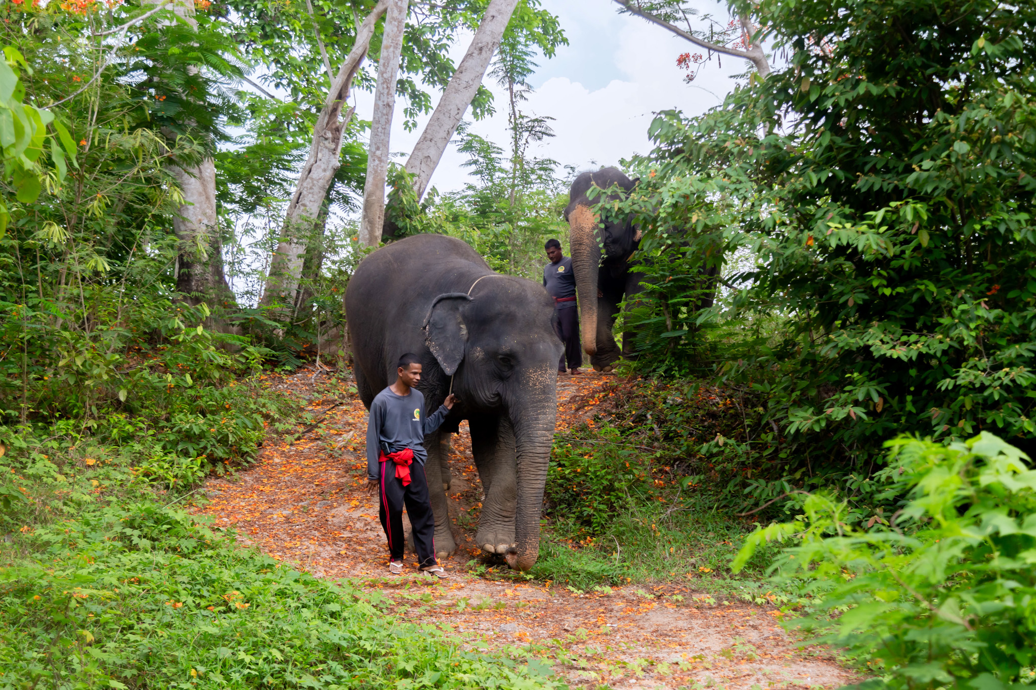 Phuket: Ethical Elephant Sanctuary Tour, Walk, and Lunch