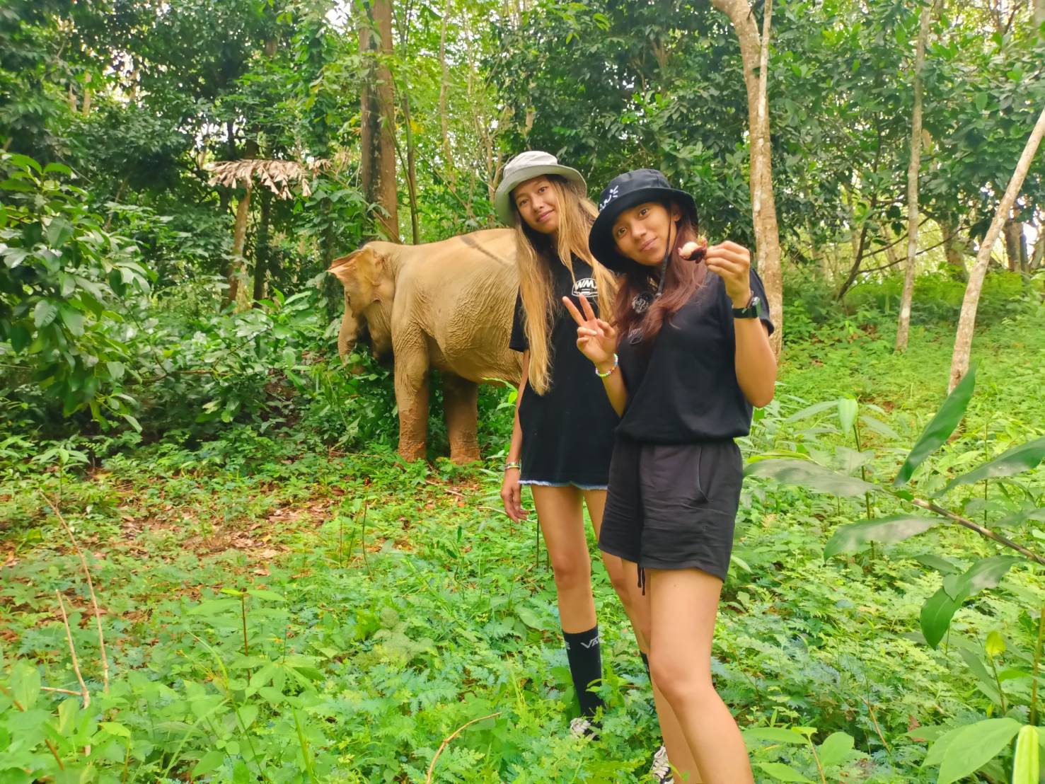 From Phuket to Ethical Khaolak Elephant Sanctuary Tour, Walk, and Lunch