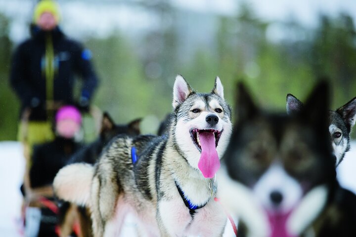 Authentic 2 or 5 KM Husky Safari in Levi with Hot Drinks & Selected Local Husky Farm