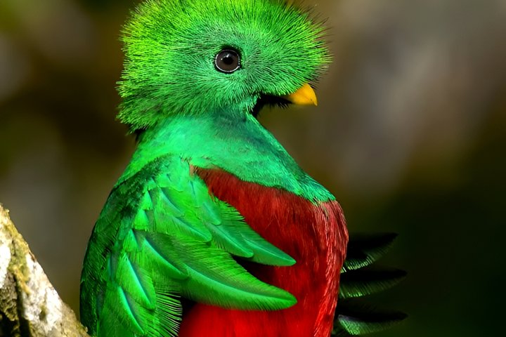 Quetzal Season Birdwatching Tour in Curicancha Cloud Forest