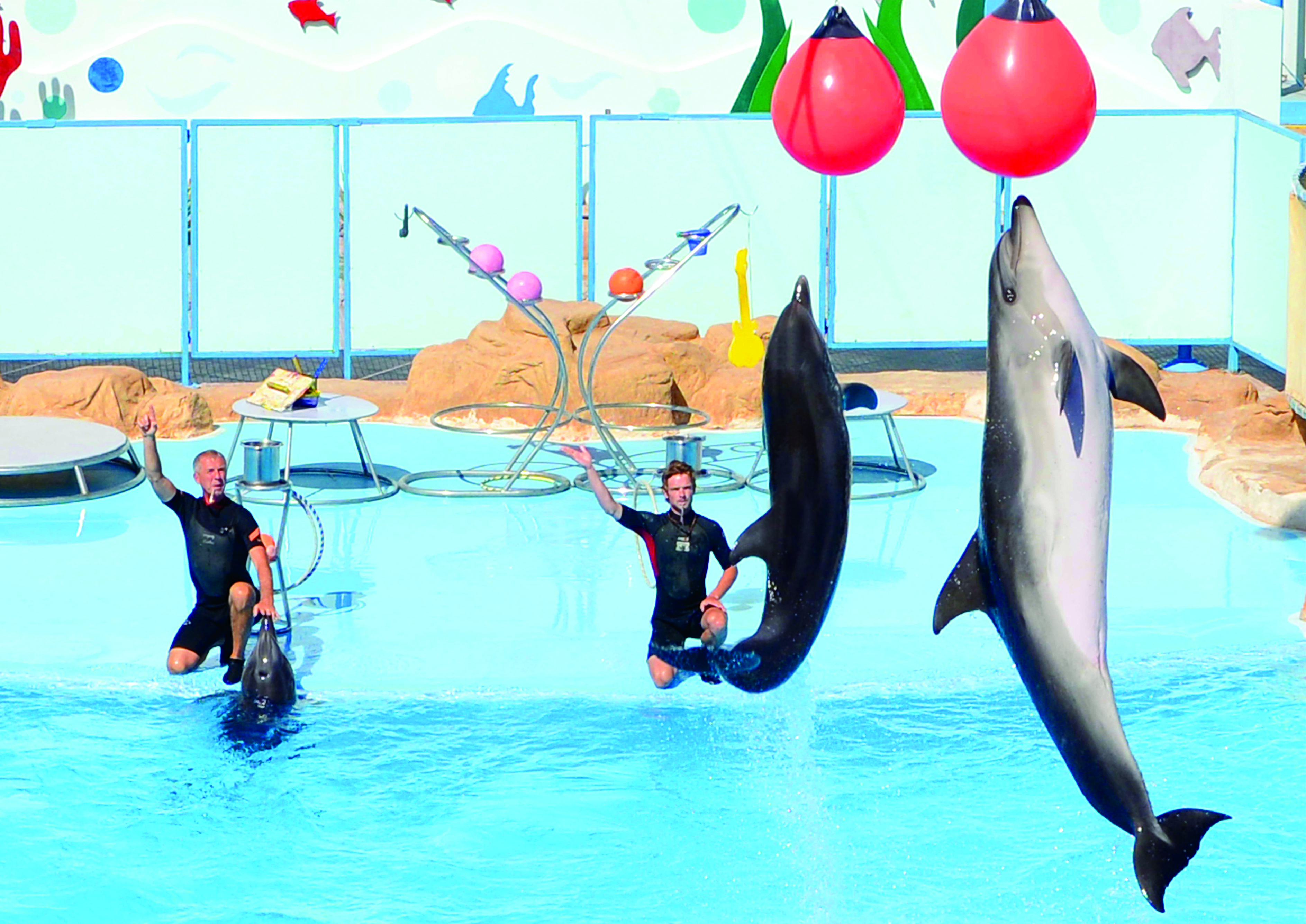 Premium Dolphin Watching & Live Show in Pool – Hurghada