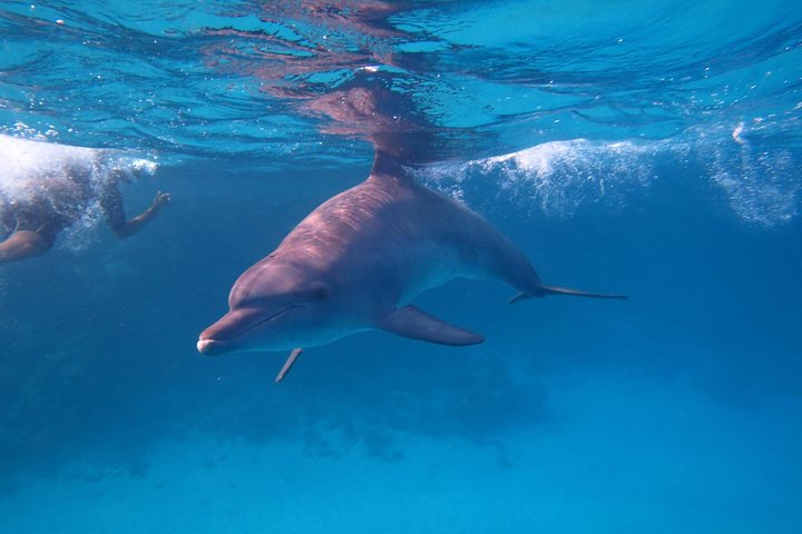 Swimming close to dolphins and banana boat Swimming close to dolphins and banana boat