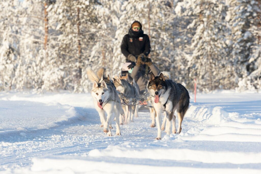 Group 2 km Husky Safari from Rovaniemi eng