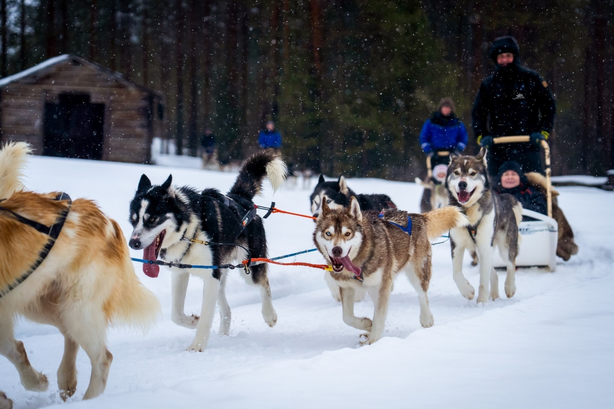 Rovaniemi: Winter Husky Safari – Drive Your Own Husky Team (5-8 km), Small Group & BBQ
