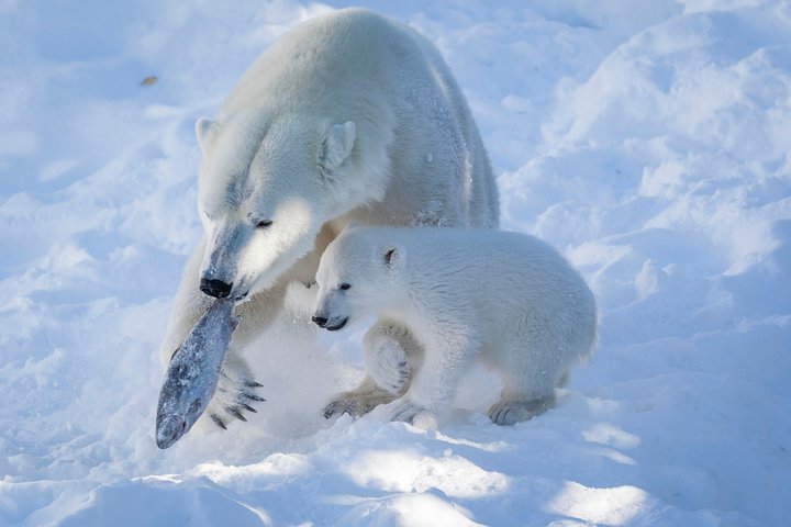 Private Guided Ranua Wildlife Park Tour from Rovaniemi with Lunch & Arctic Animal Encounters